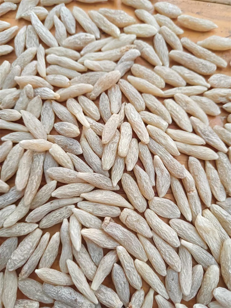 麦冬