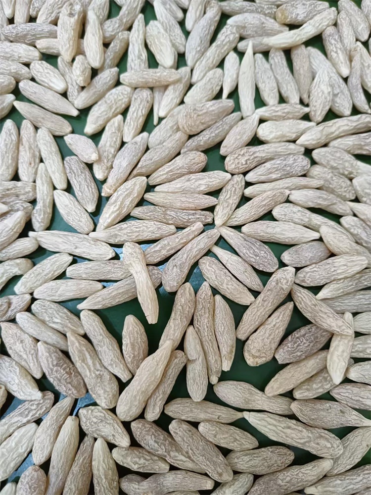 麦冬