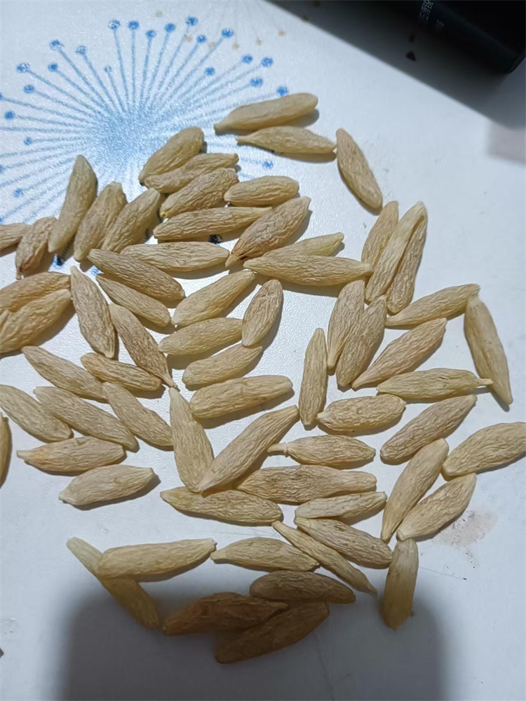 麦冬