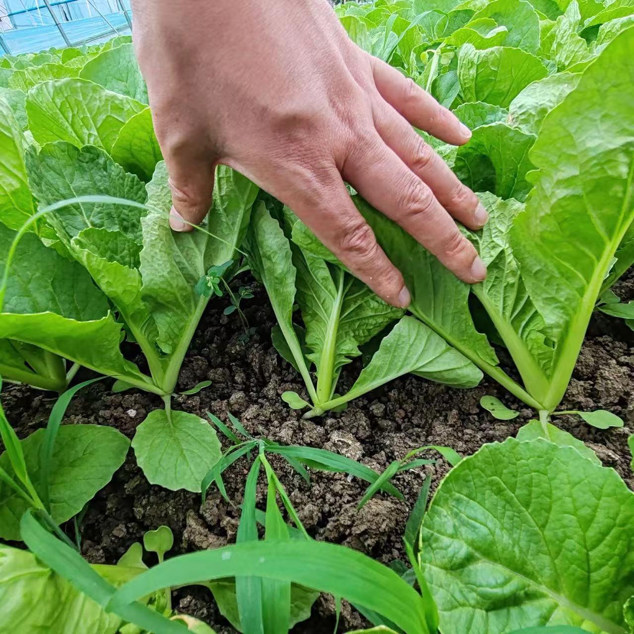 气吸叶菜播种机，究竟可以精播哪些叶菜呢？