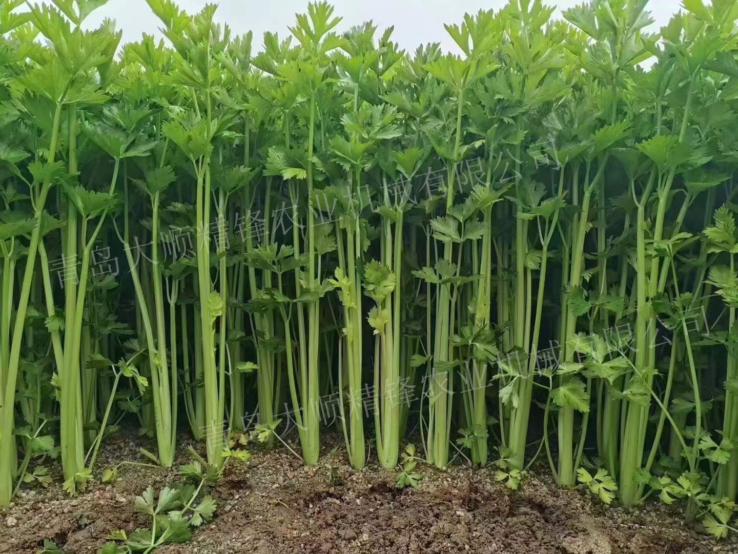 气吸叶菜播种机，究竟可以精播哪些叶菜呢？