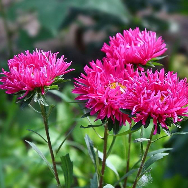 宿根花卉种植基地之宿根花卉如何防寒越冬？