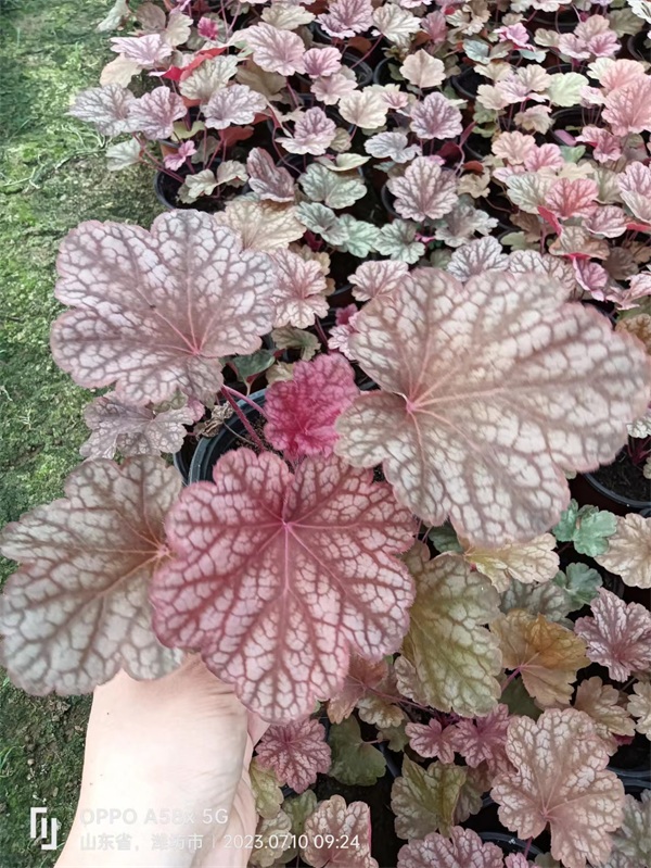 宿根花卉种植基地之宿根花卉如何防寒越冬？