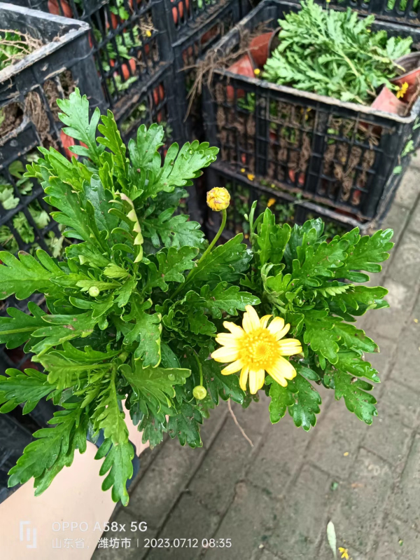 宿根花卉种植基地之宿根花卉如何防寒越冬？