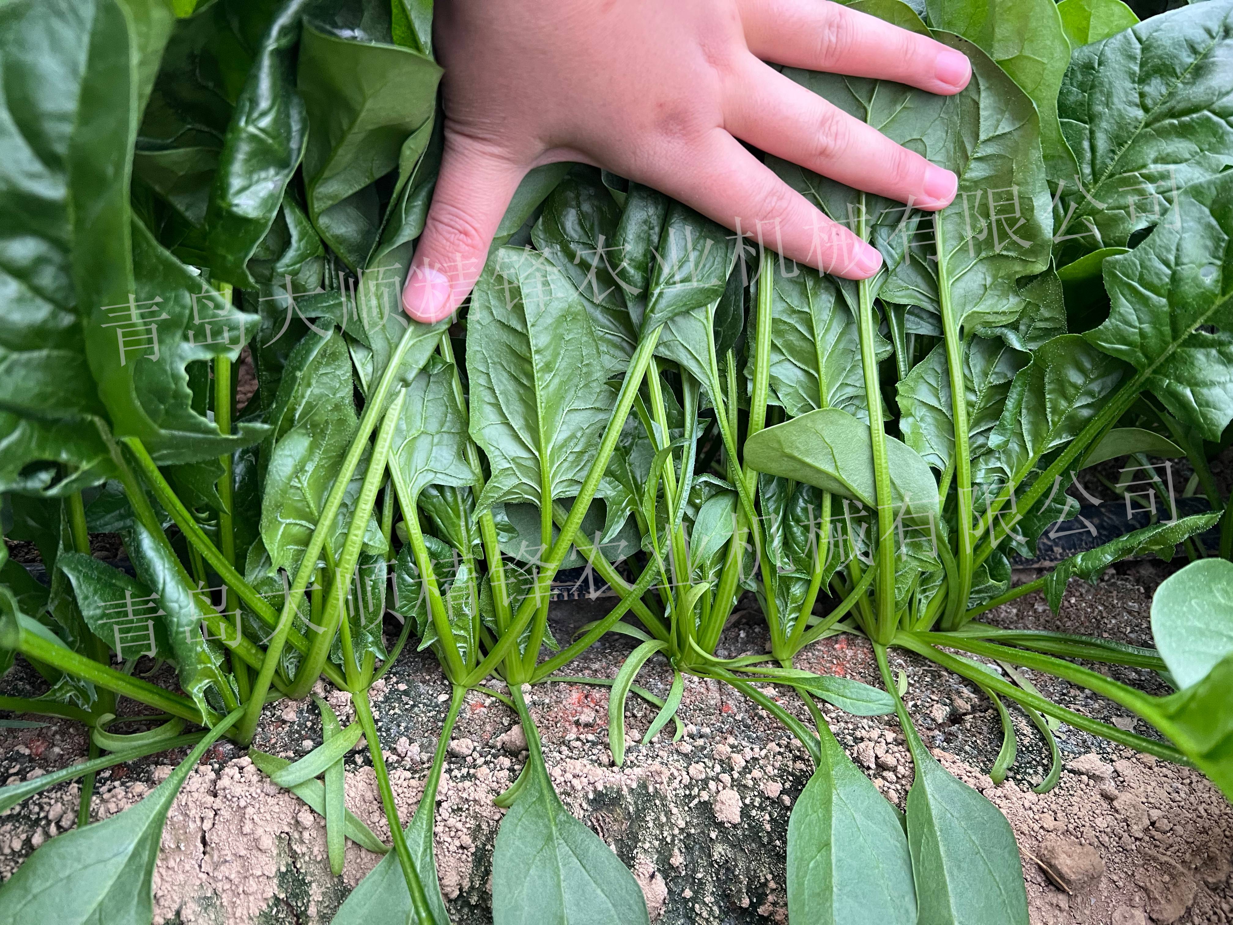 菠菜香菜播种机