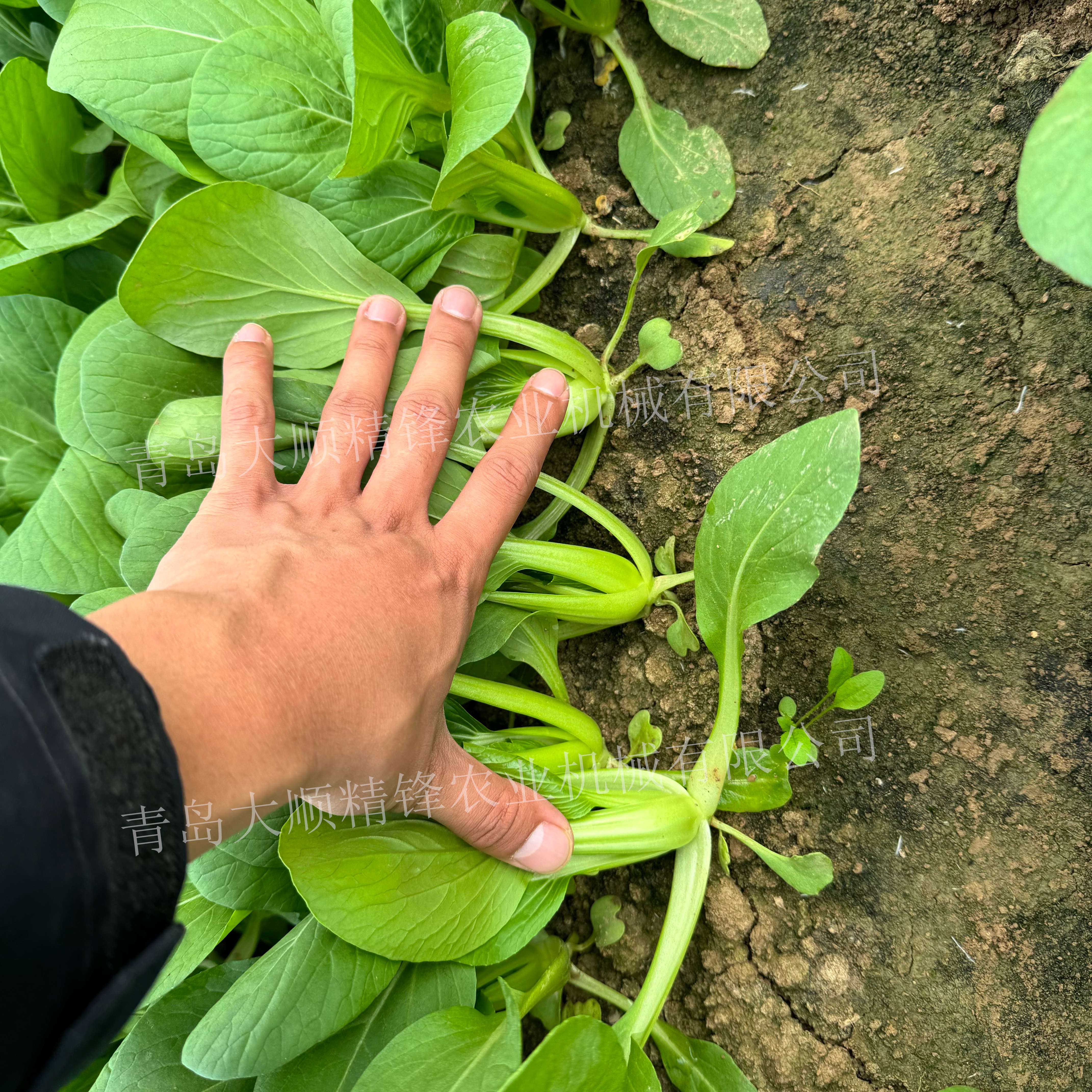 菠菜香菜播种机