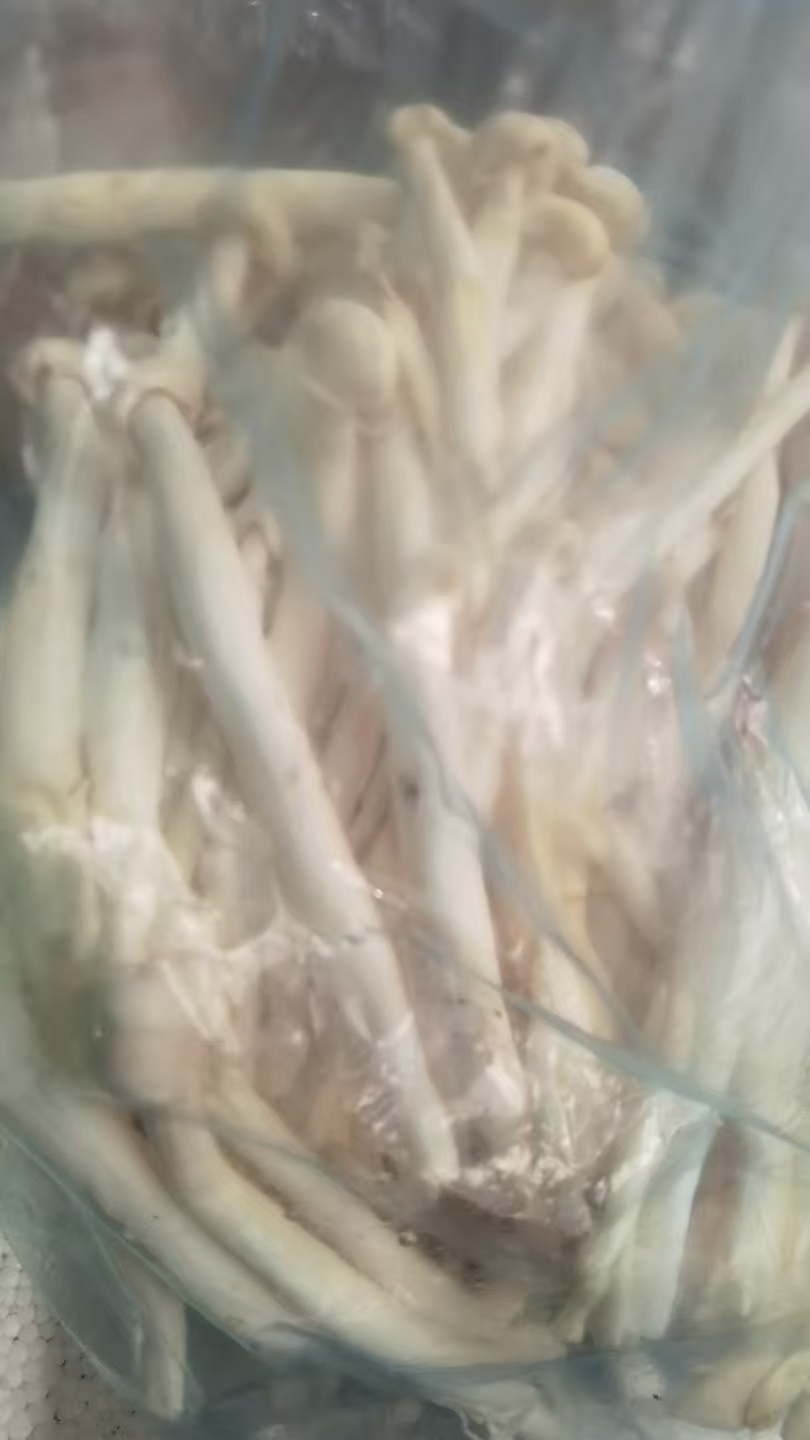 海鲜菇批发