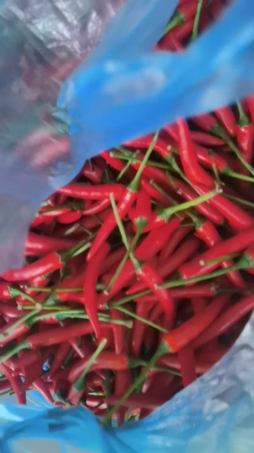 小米辣批发
