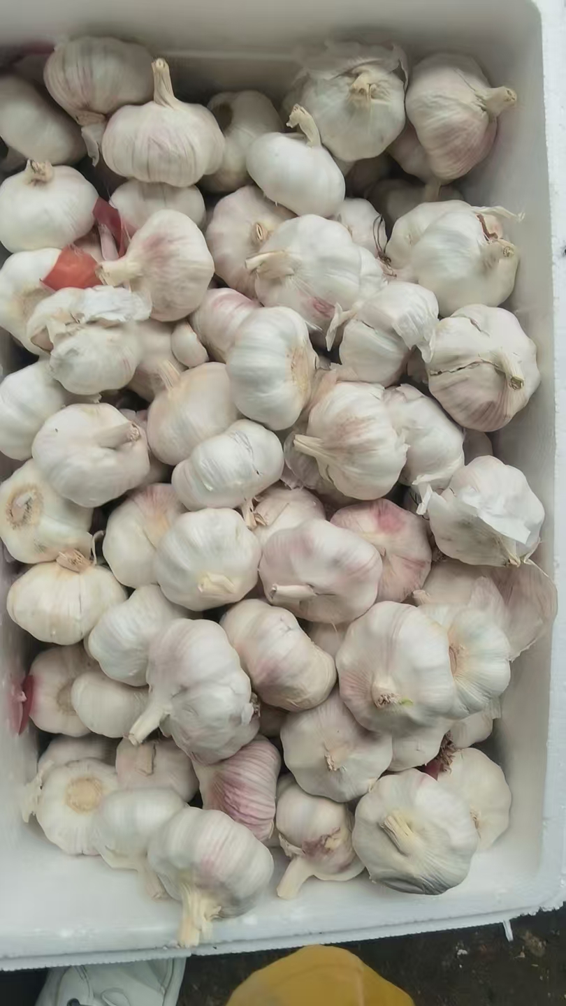 大蒜批发