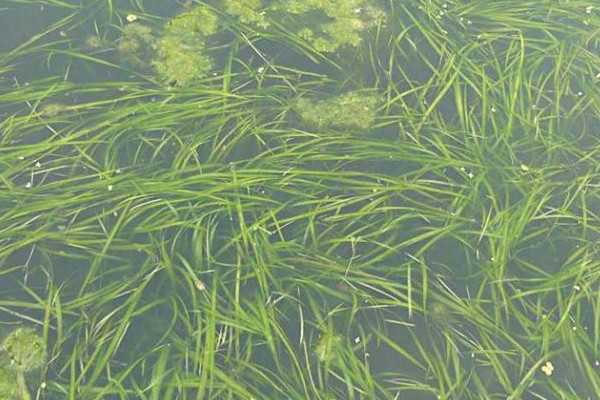 重庆水生植物