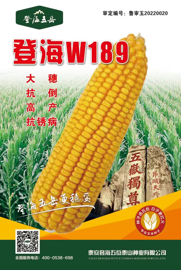 登海W189