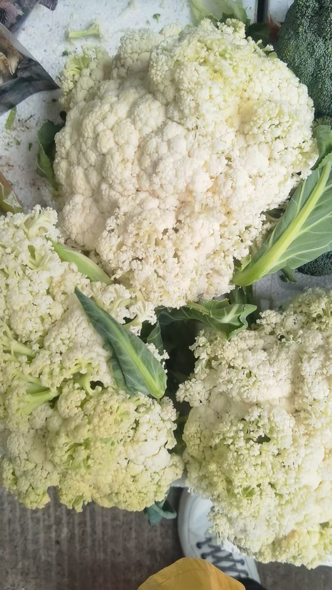 惠东松花菜批发