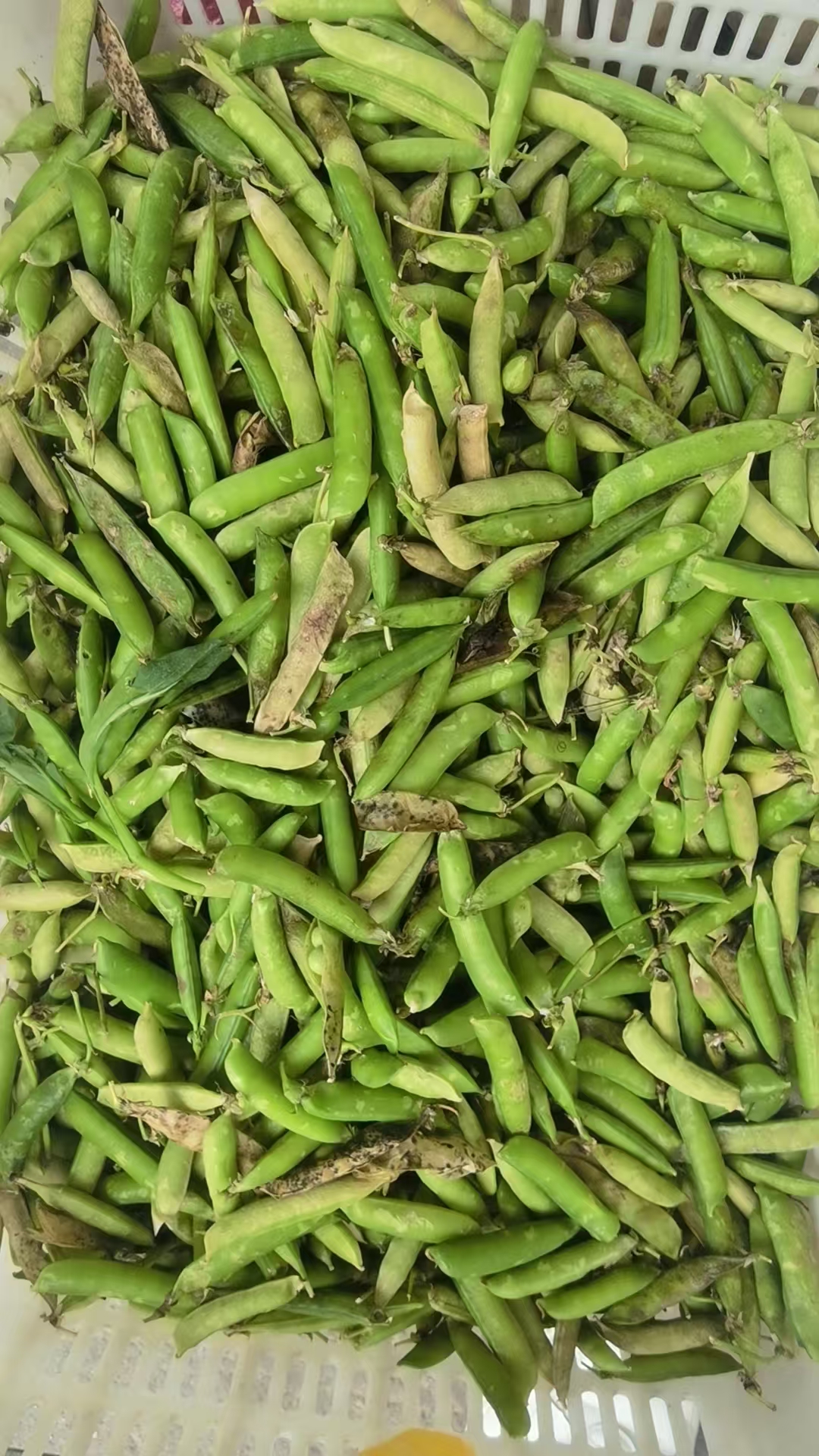 惠东青豆荚批发