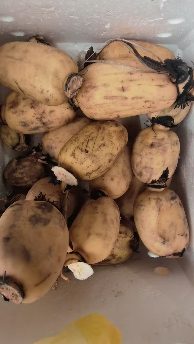 惠东莲藕批发