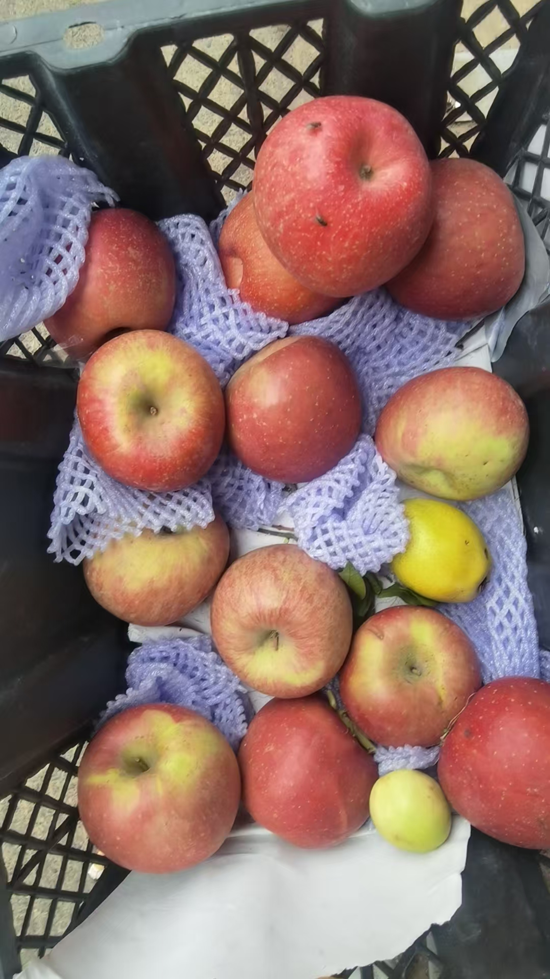 惠东苹果批发