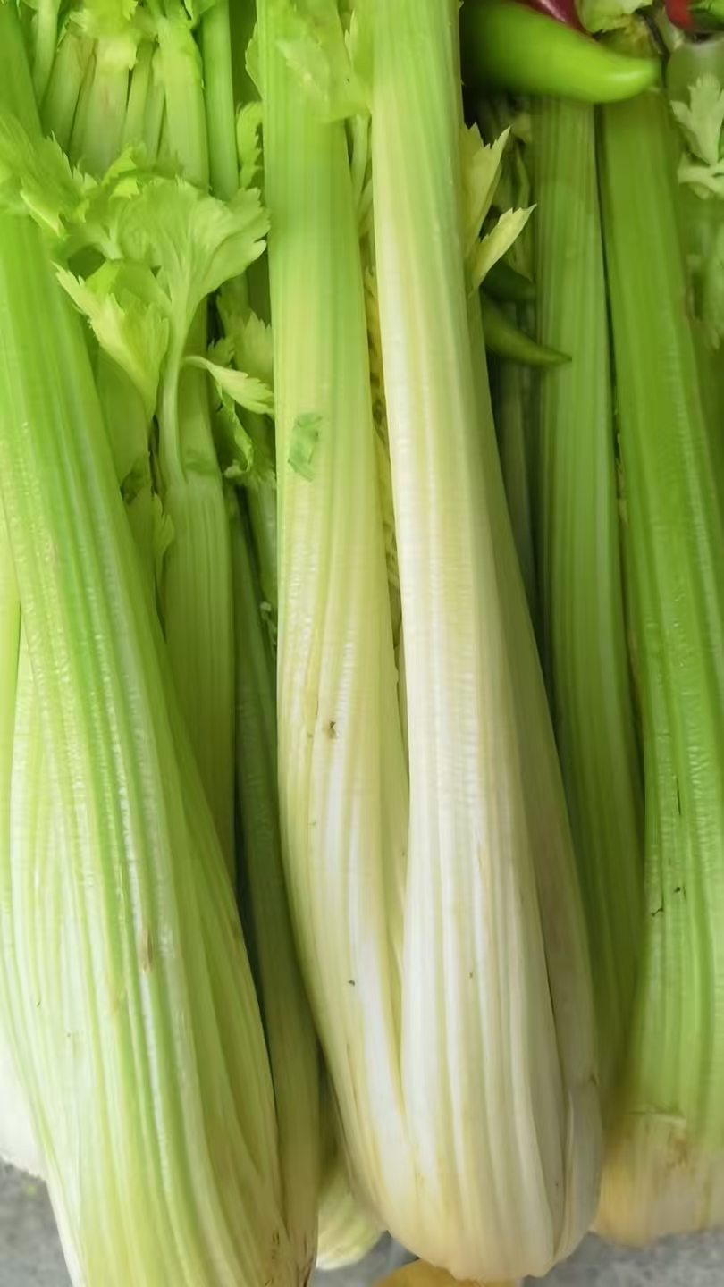 惠东芹菜批发