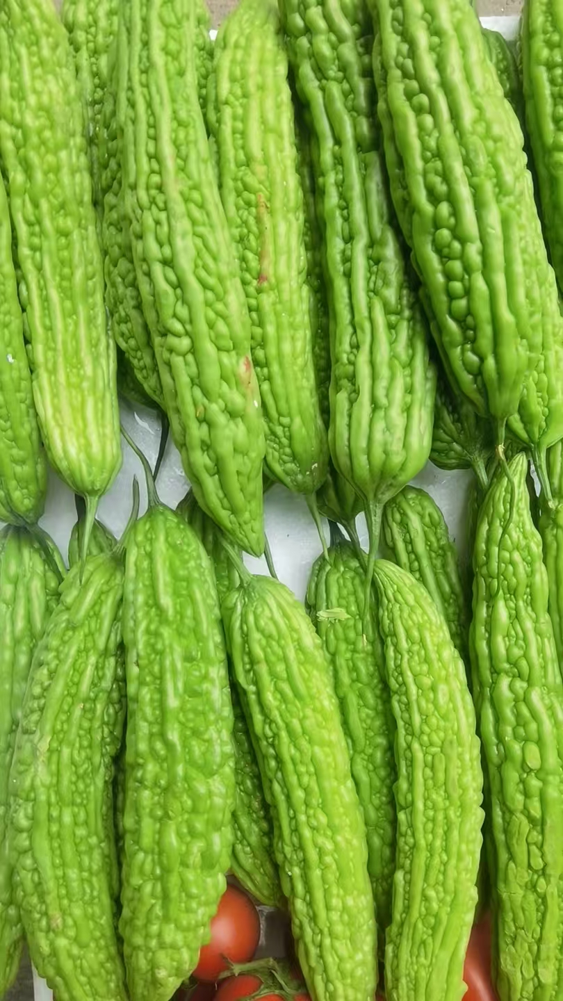 惠东苦瓜批发