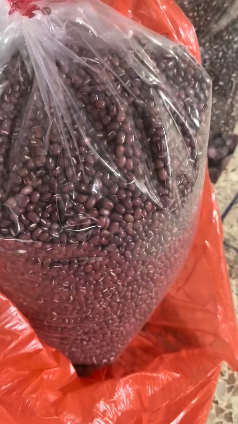 惠东红豆批发