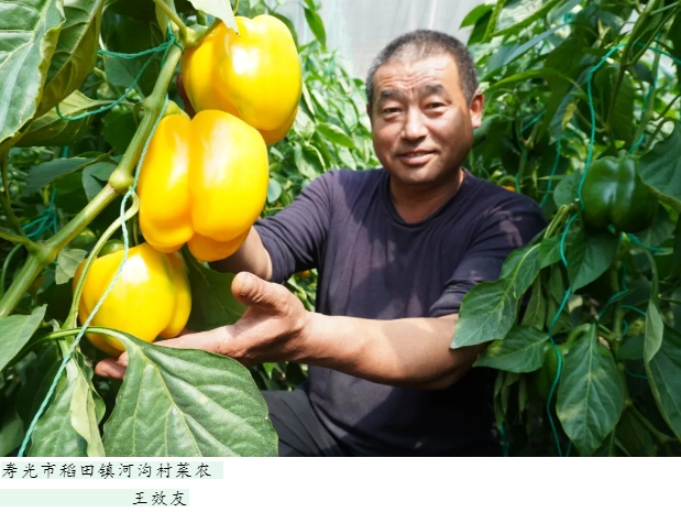 黄椒