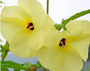 金花葵厂家.png 金花葵厂家