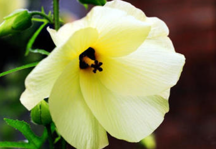 唐山金花葵商家