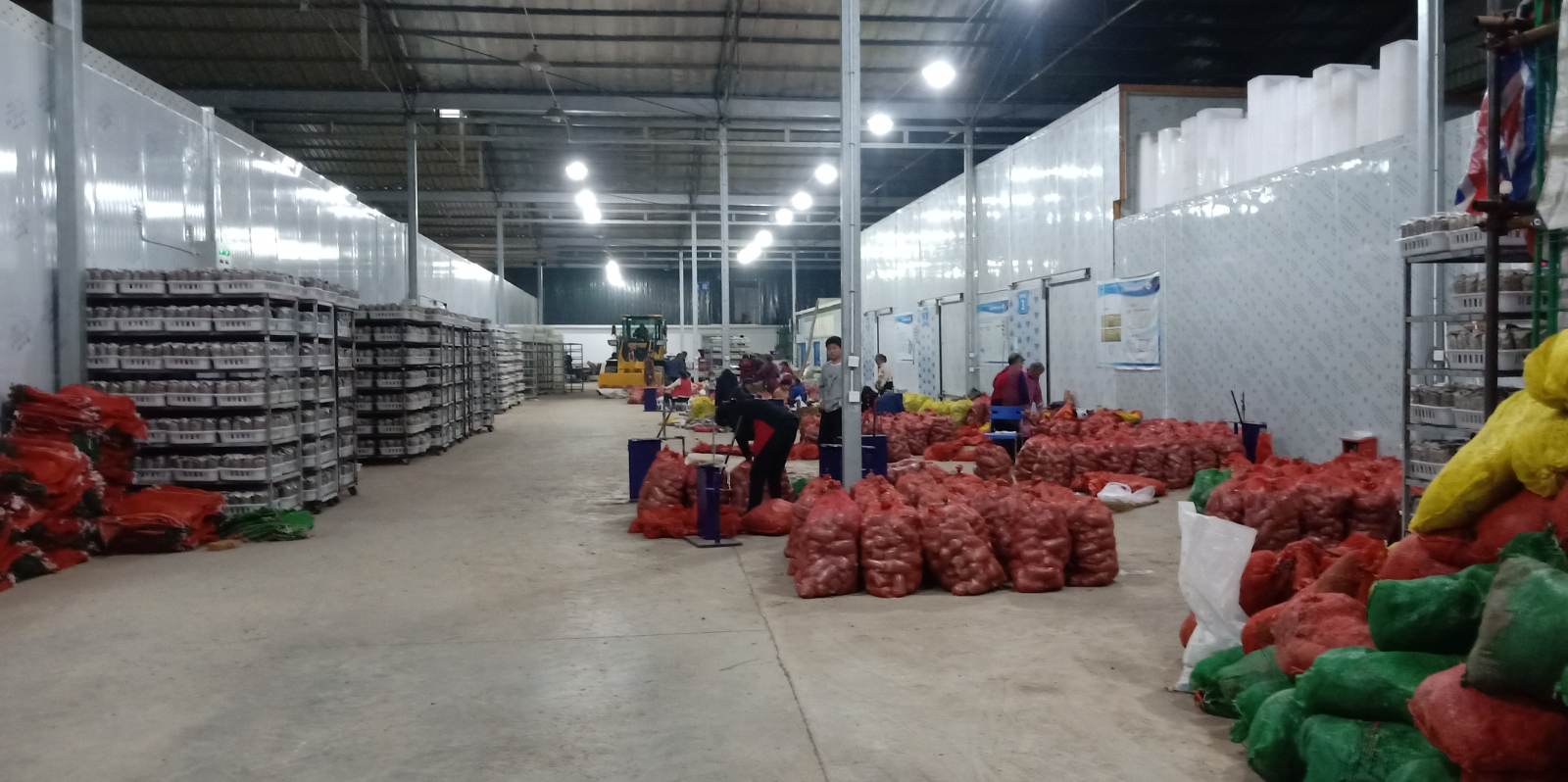 羊肚菌公司展示