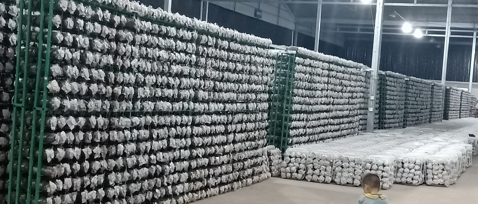 羊肚菌公司展示