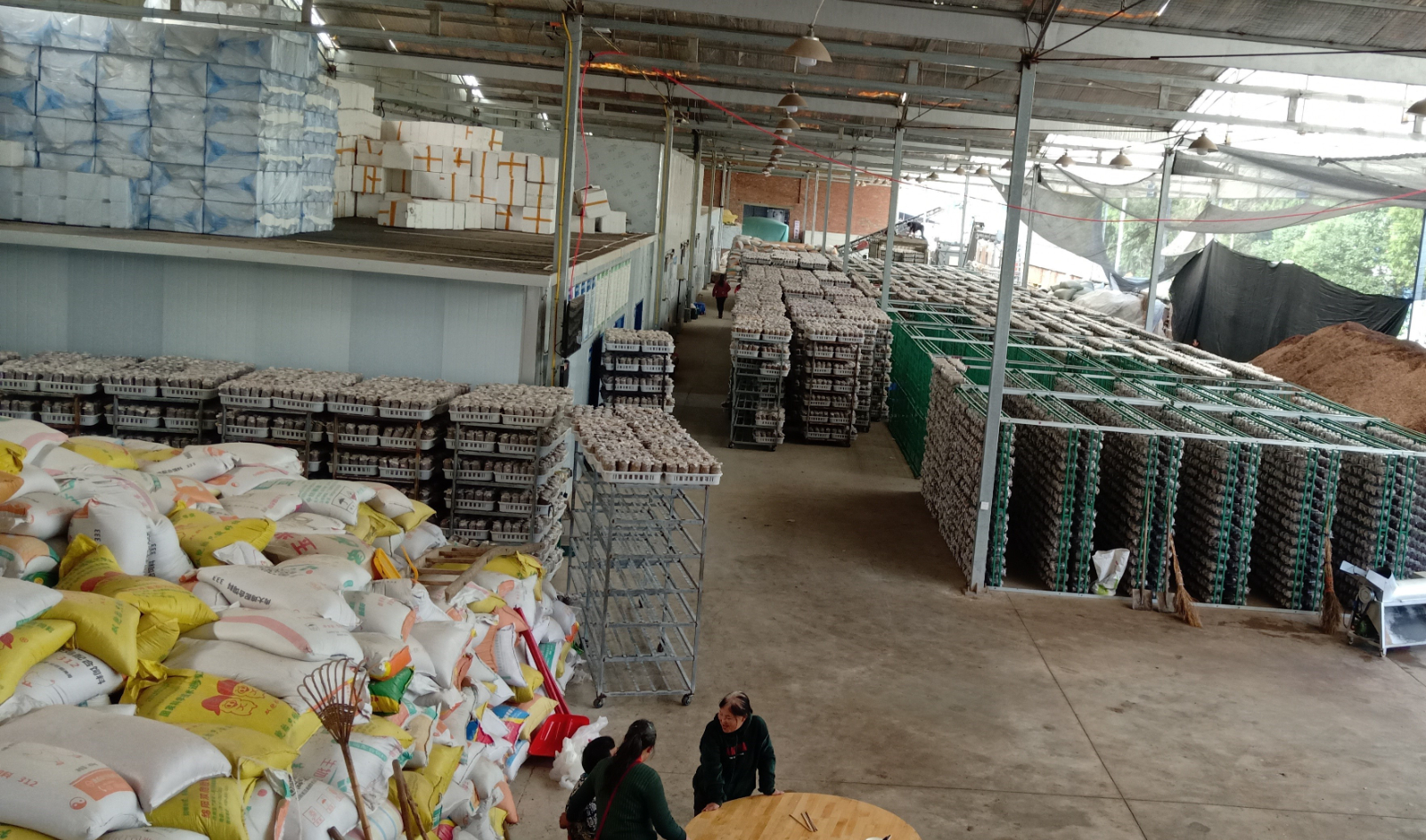 羊肚菌公司展示