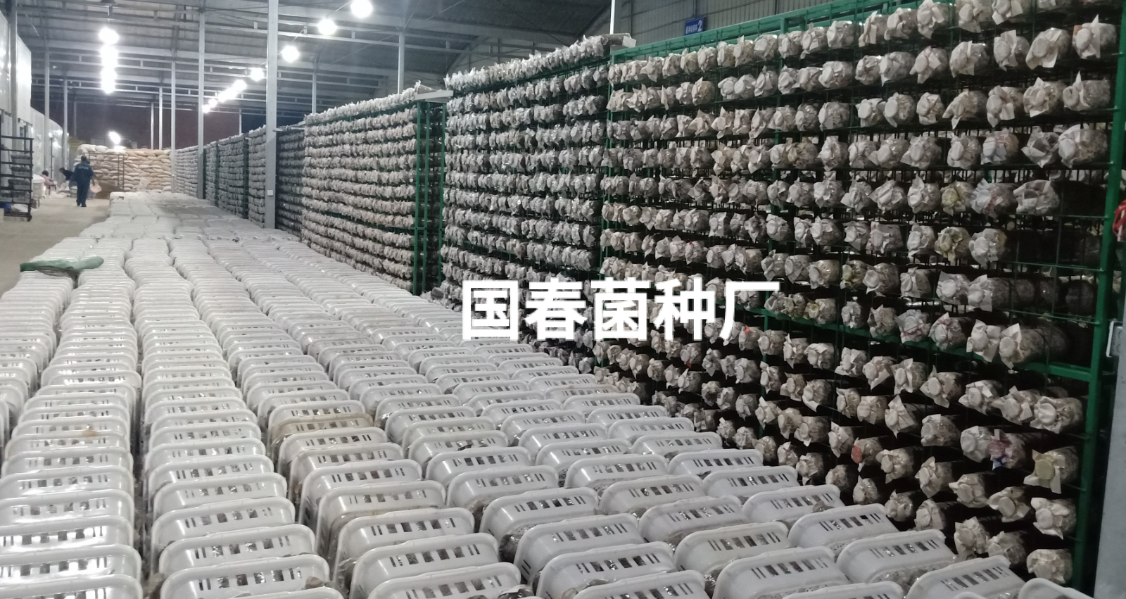 羊肚菌公司展示