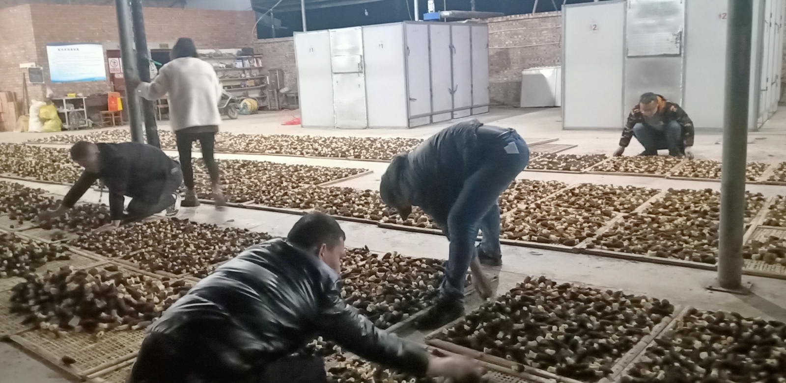 羊肚菌公司展示