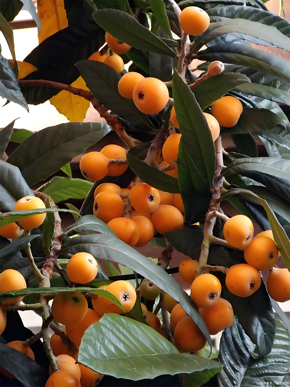 枇杷
