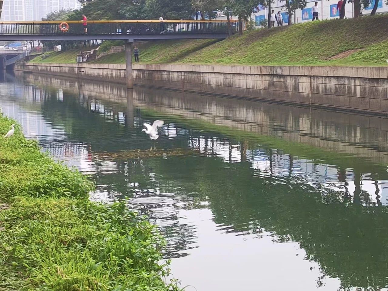 雷克環境中標深圳人才公園內湖治理項目