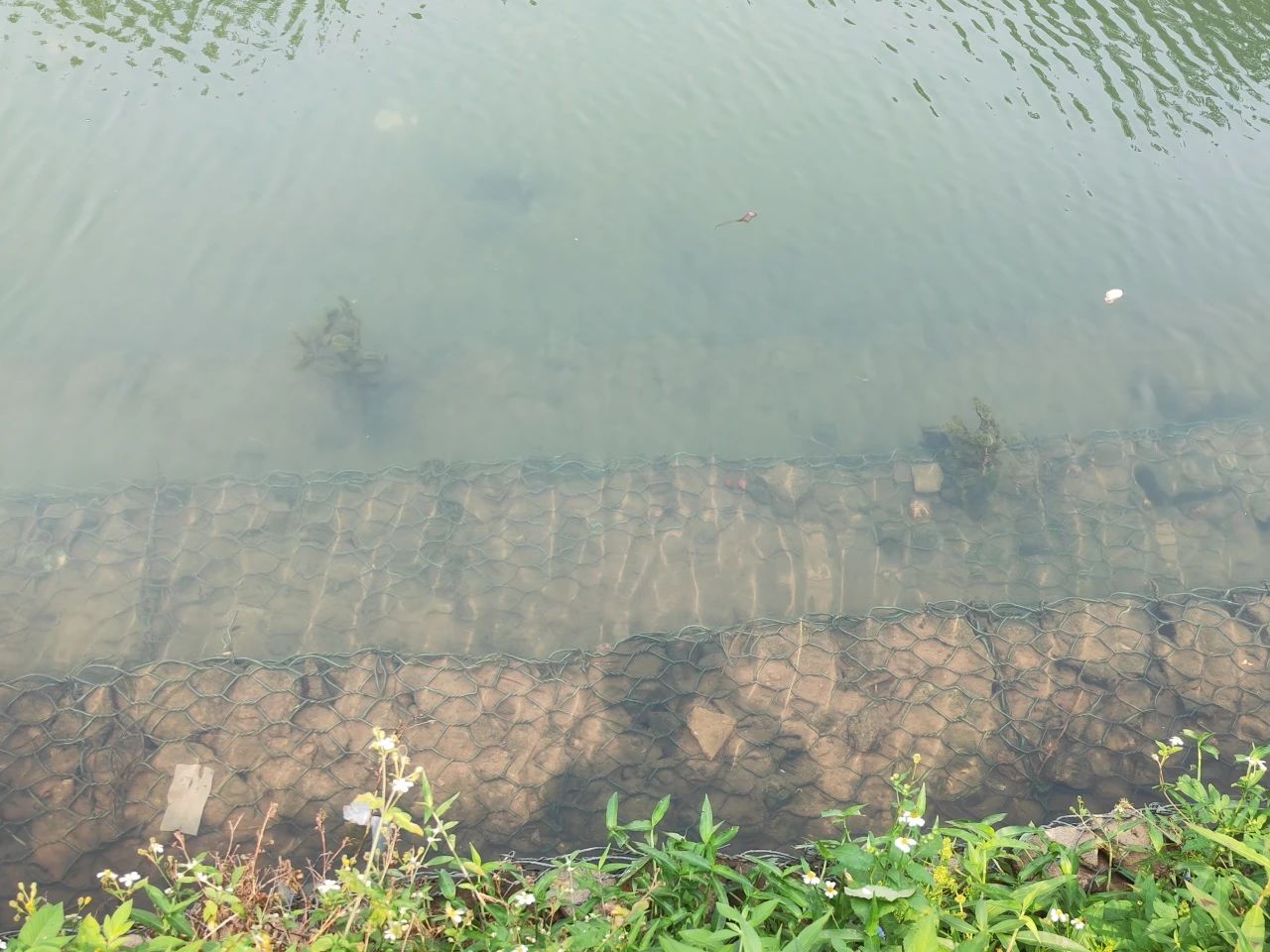 雷克環境中標深圳人才公園內湖治理項目