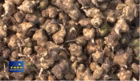 陈庆国：特色农产品种植能人