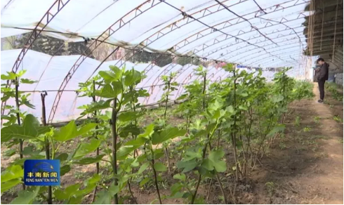 陈庆国：特色农产品种植能人