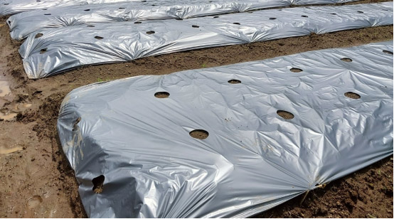 Mulching Film