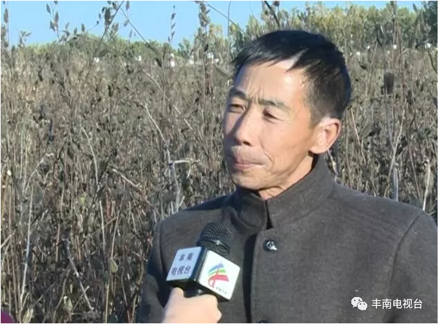 【惠丰湖畔】患癌老汉和金花葵！