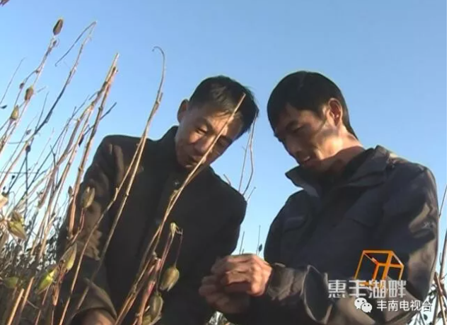 【惠丰湖畔】患癌老汉和金花葵！