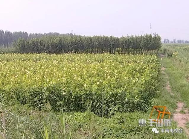 【惠丰湖畔】患癌老汉和金花葵！