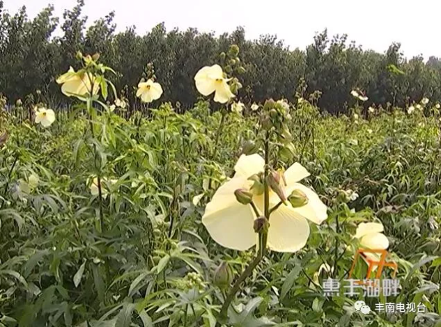 【惠丰湖畔】患癌老汉和金花葵！