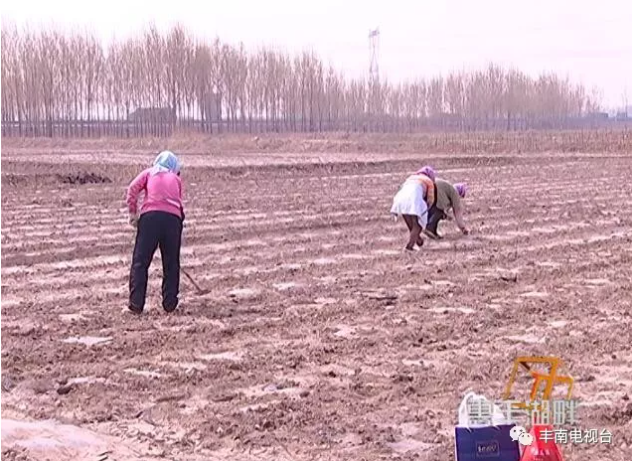 【惠丰湖畔】患癌老汉和金花葵！