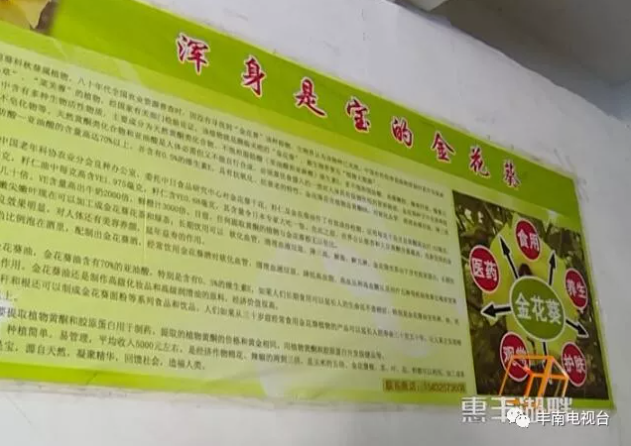 【惠丰湖畔】患癌老汉和金花葵！