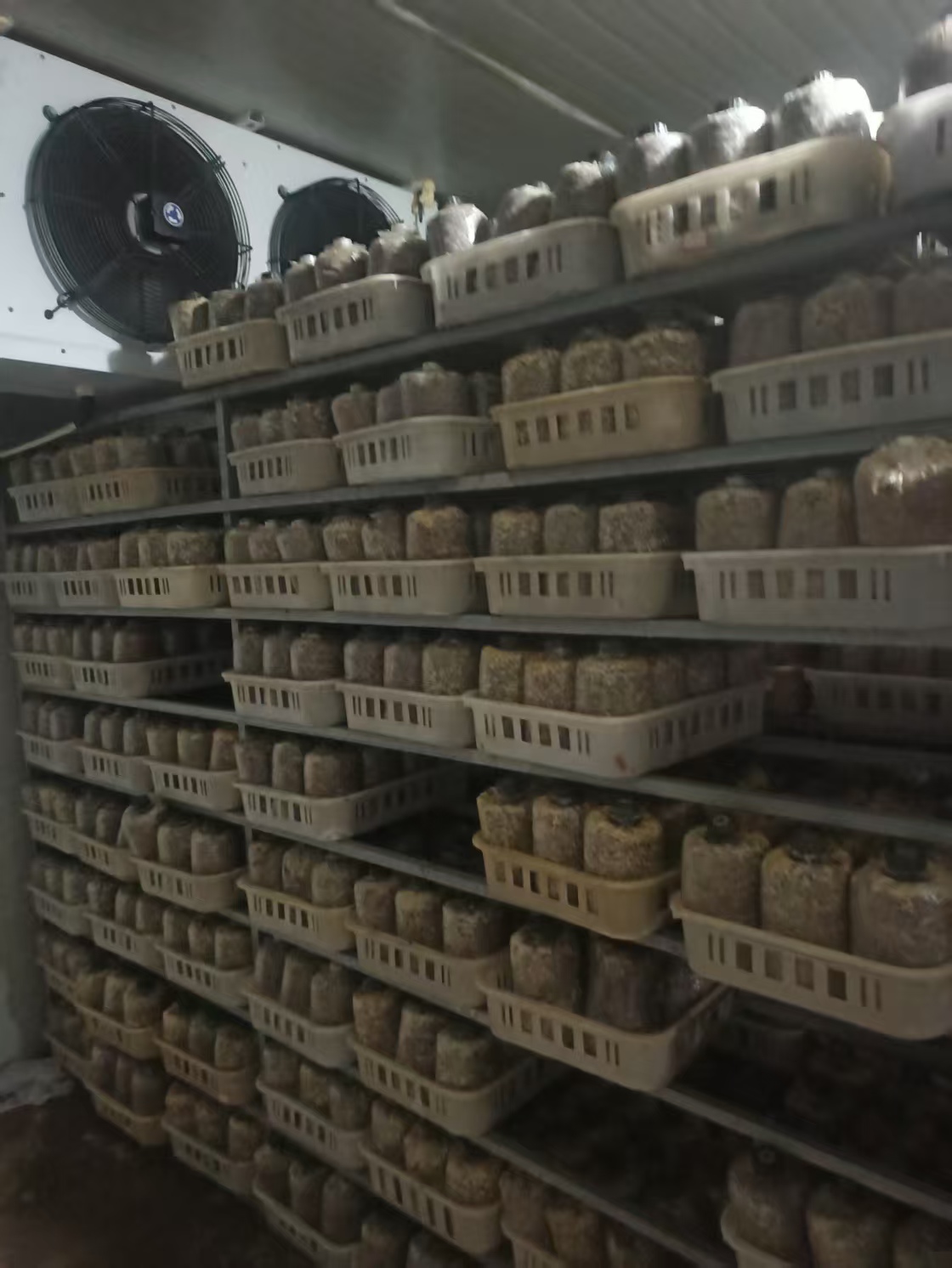 无柄混装(个头)