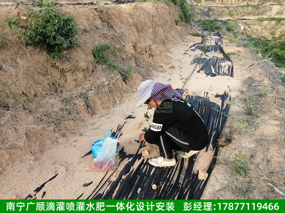 油茶种植
