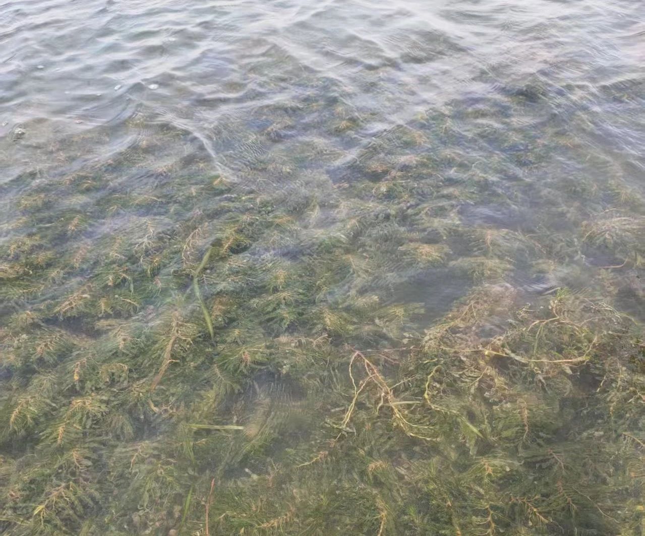 江西省政協(xié)副主席尹建業(yè)率隊(duì)考察洪湖底泥洗脫生態(tài)修復(fù)項(xiàng)目