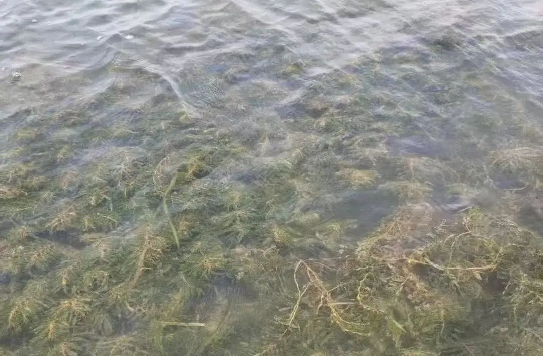 从劣Ⅴ类到Ⅲ类，洪湖底泥洗脱生态修复试验项目实现水质“三级跳”