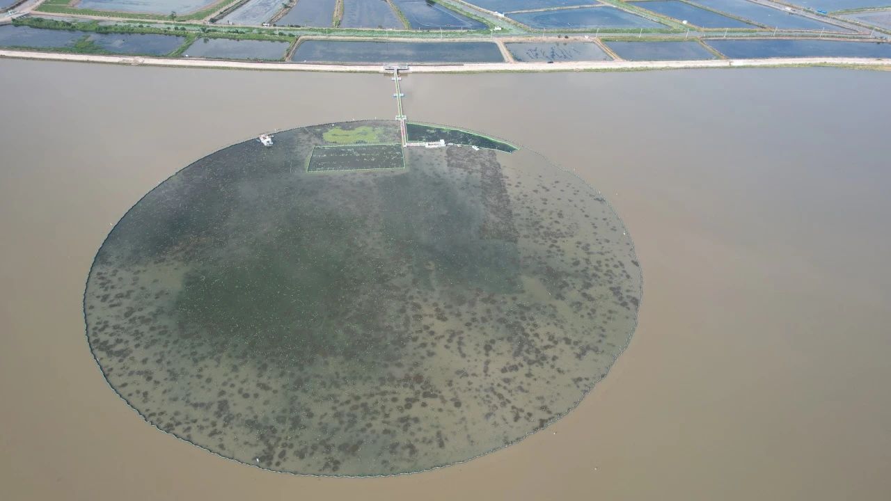 湖北省政協(xié)副主席張維國調(diào)研洪湖底泥洗脫生態(tài)修復(fù)試驗(yàn)項(xiàng)目