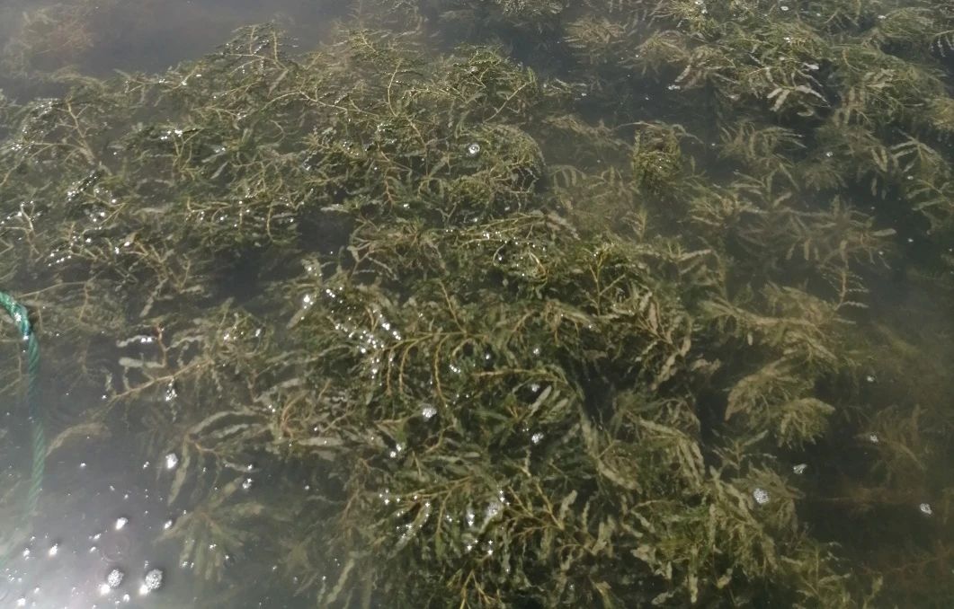 湖北省政協(xié)副主席張維國調(diào)研洪湖底泥洗脫生態(tài)修復(fù)試驗(yàn)項(xiàng)目