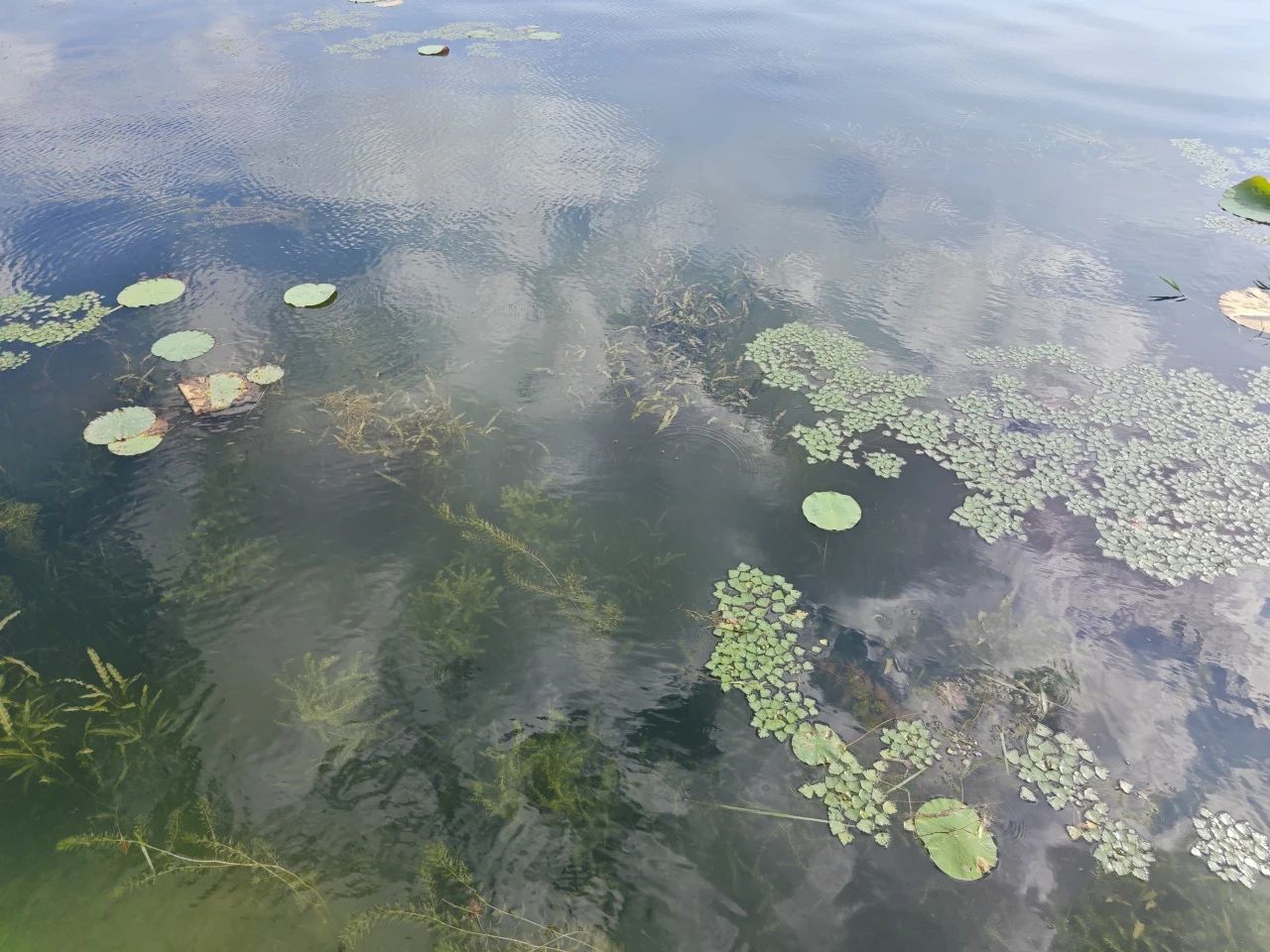 湖北省政協(xié)副主席張維國調(diào)研洪湖底泥洗脫生態(tài)修復(fù)試驗(yàn)項(xiàng)目