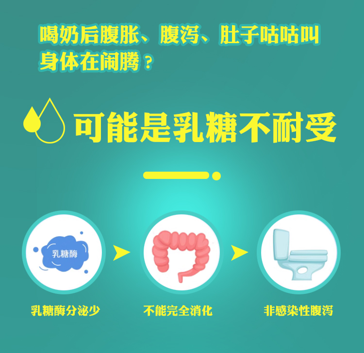 发酵型乳酸菌